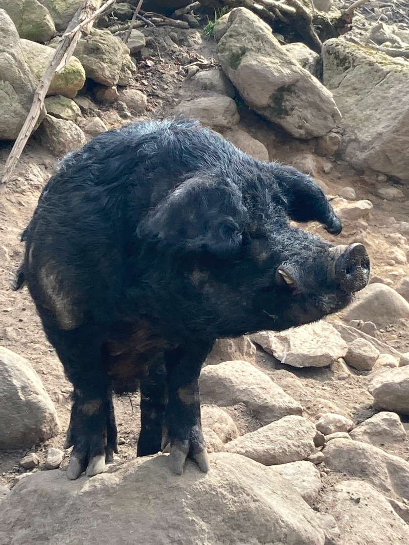 cochon noir