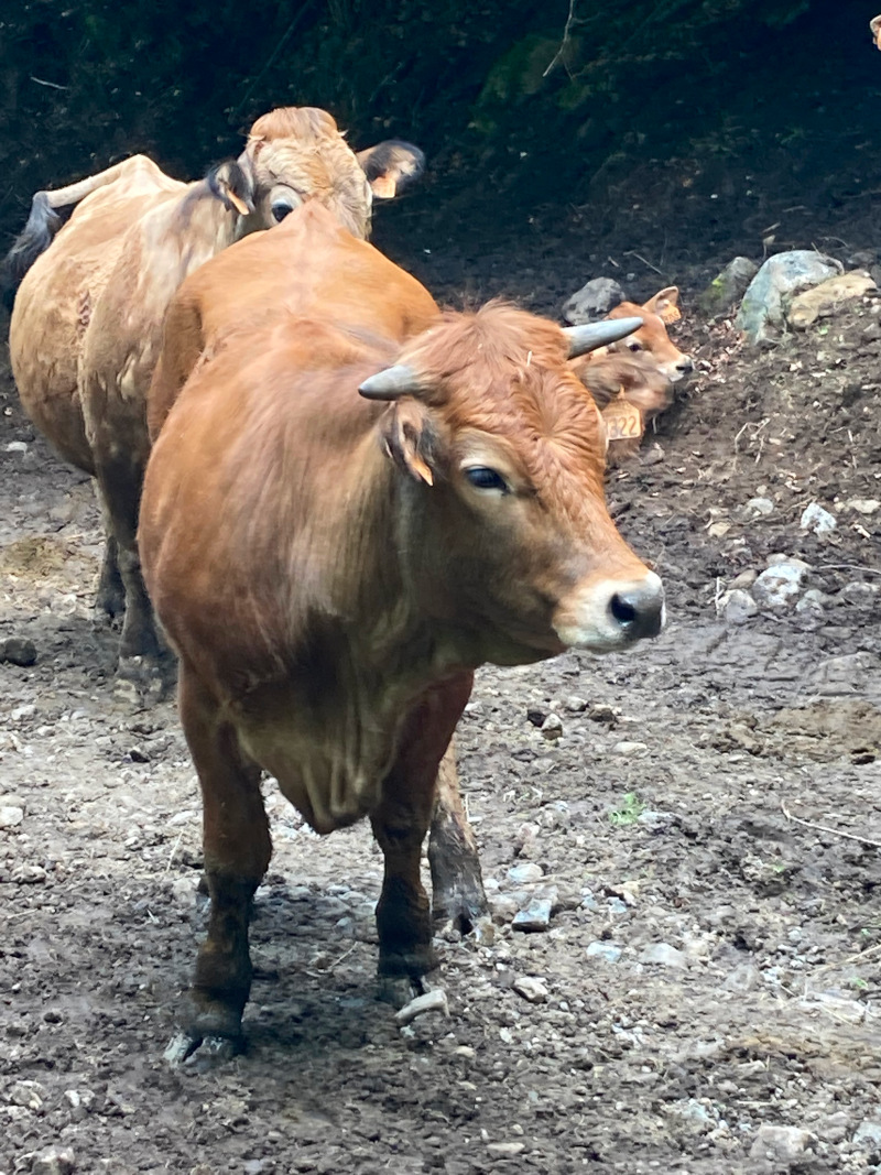 vache